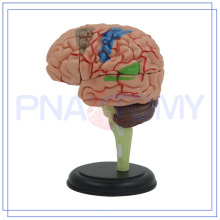 PNT-0613 4d menschliches Gehirnmodell
